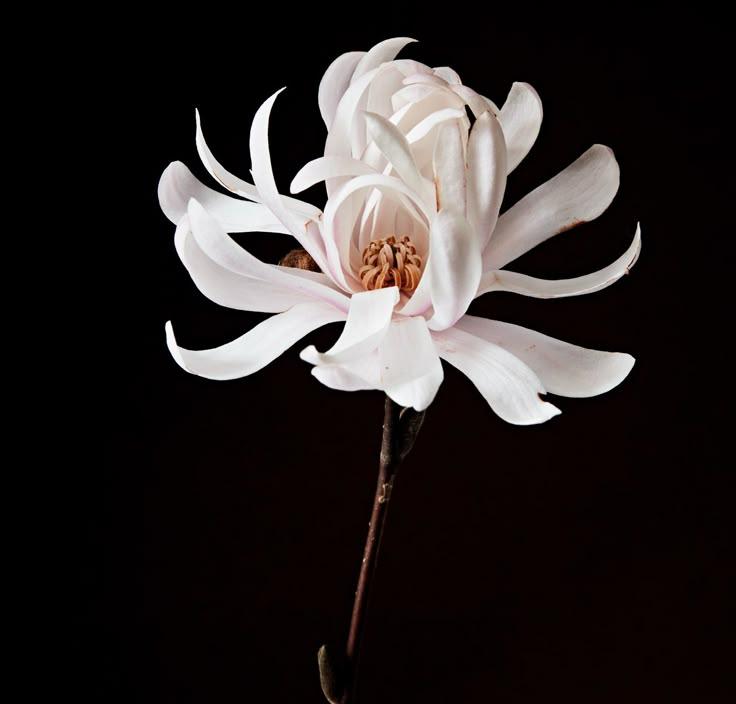 HarborLumenField workshop space where corporate flower arrangements are designed and prepared for business delivery